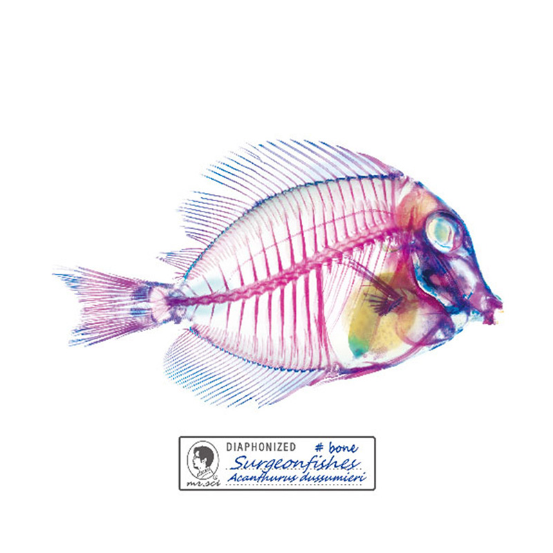 Diaphonized Specimens Coasters (Surgeonfish(2pcs/set)), , large
