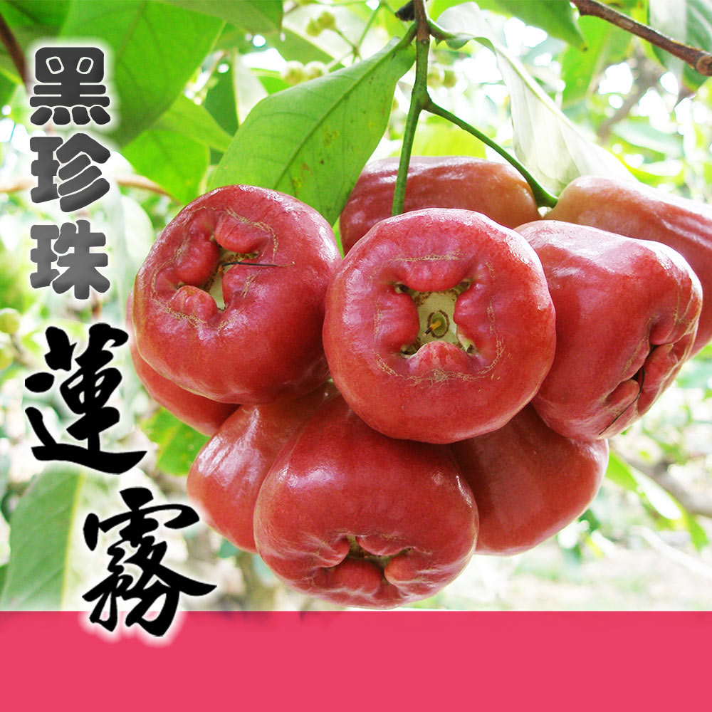 Homebuy.com Selects Black Pearl Wax Apples from Linbian, Pingtung, , large