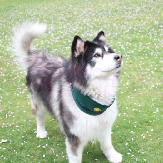 【寵愛生活本舖】中大型犬夏季防水涼感圍脖（含冰袋）素色, , large