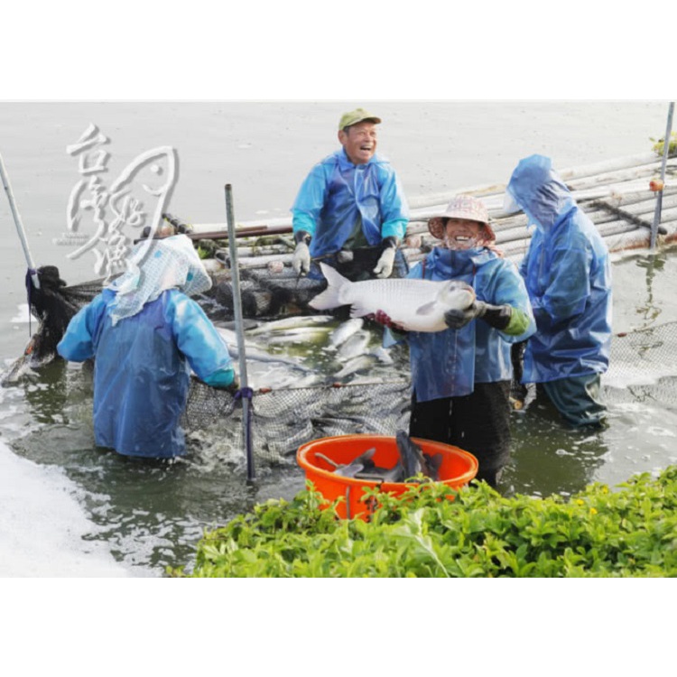 【台灣好漁】卡啦鮮脆鯛魚塊 250g±10% (國產鯛魚/方便好料理), , large