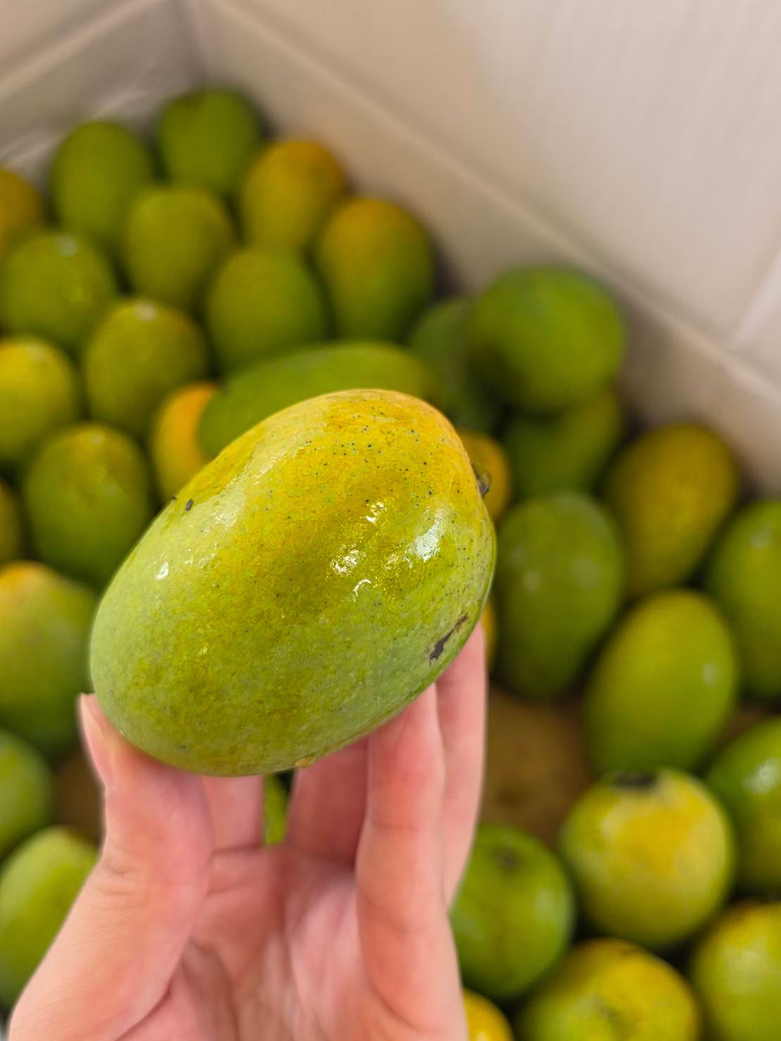 [芯鮮果]台灣嚴選( 土芒果 ), , large