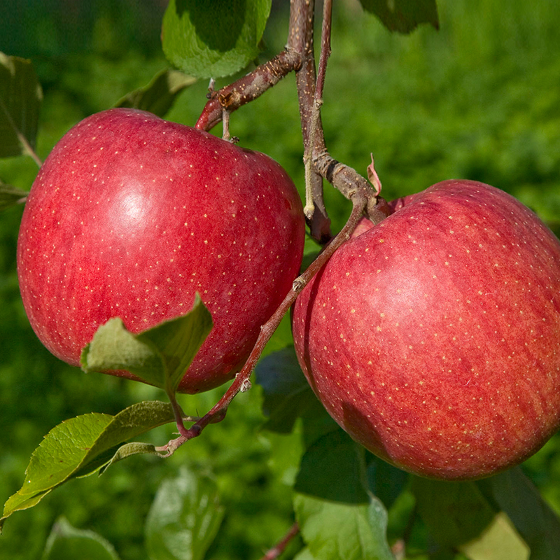 預購免運★5個工作日內出貨【一起買】華盛頓有機Fuji 富士蘋果 / 質樸禮盒20-22顆, , large