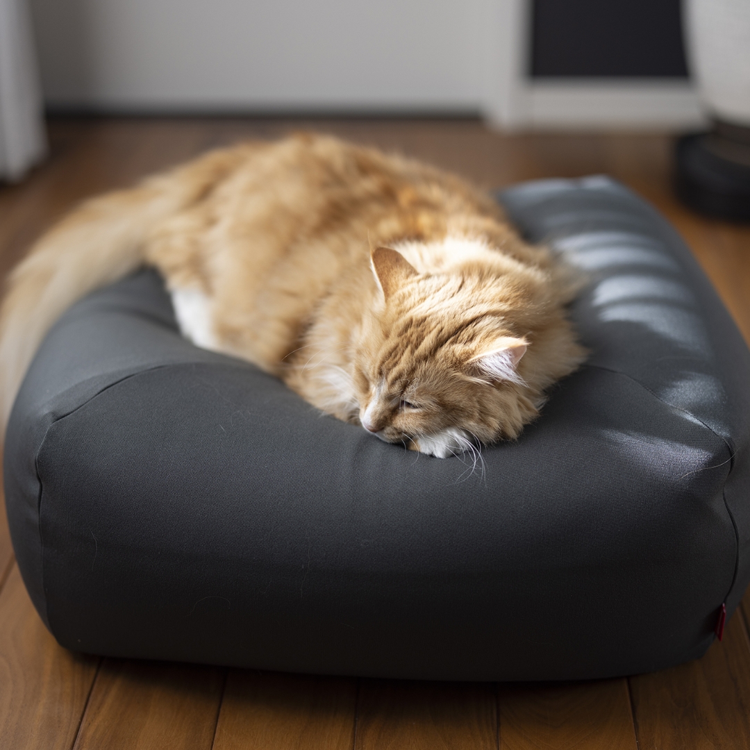 Bean bag for pet, , large