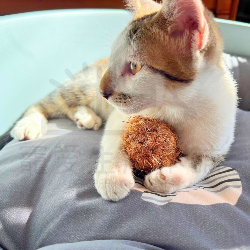 【寵愛生活本舖】天然椰子纖維球 寵物磨牙玩具 小動物磨牙球 三種尺寸, , large