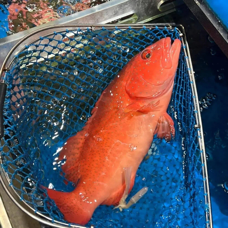 Red striped grouper, , large