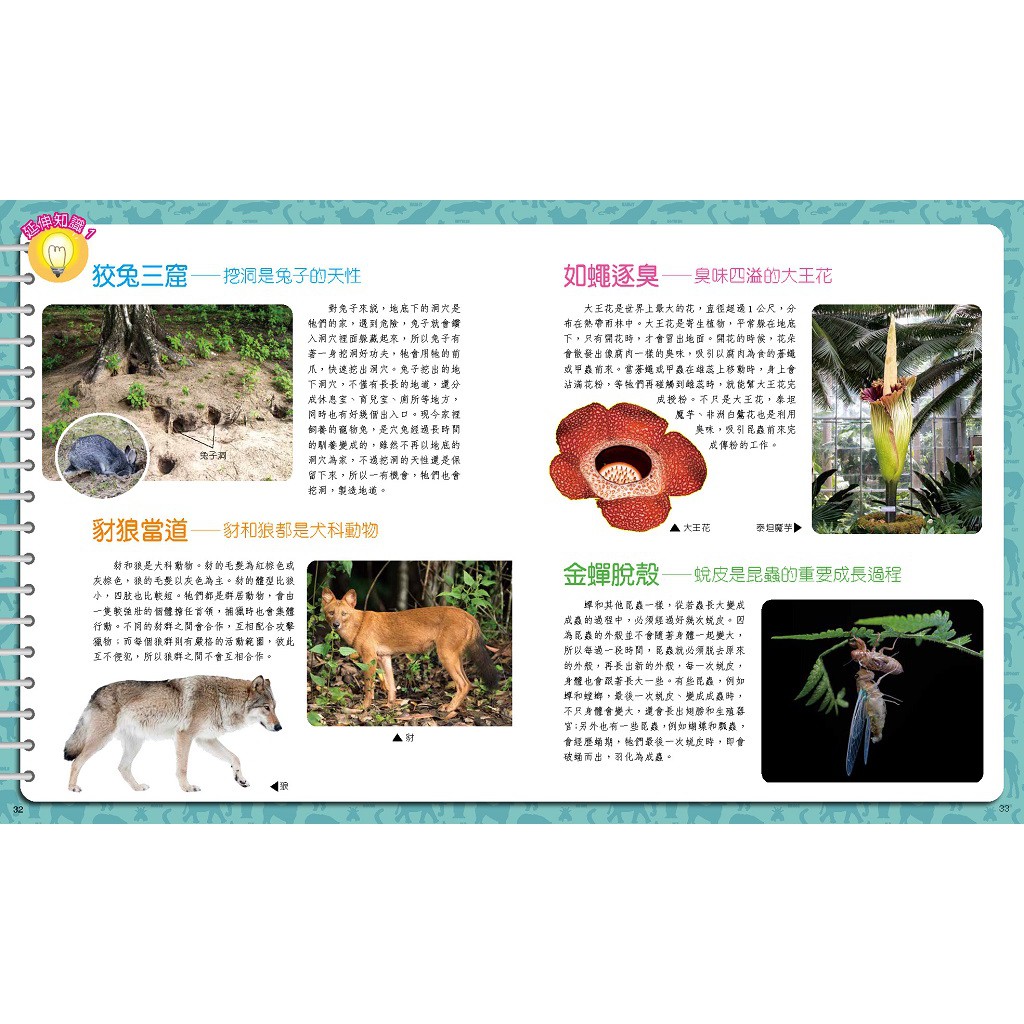 Mazes of Idioms /, , large