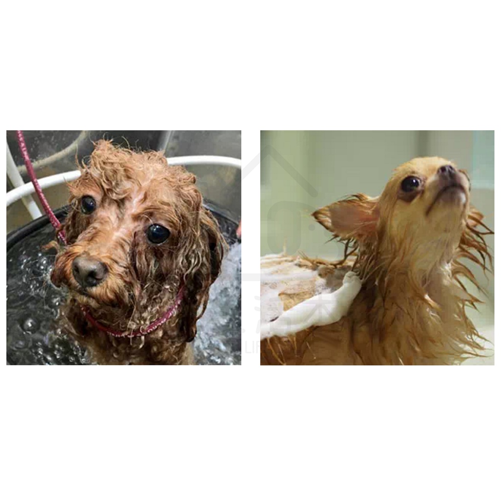 【寵愛生活本舖】PETIO親膚胺基酸洗毛精350ml 派地奧 寵物洗劑, , large