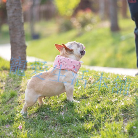 【寵愛生活本舖】-SML號-寵物涼感圍脖 寵物降溫 S、M、L號涼感造型圍脖 寵物冰圍脖, , large