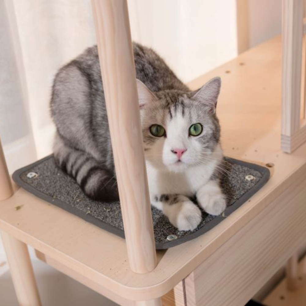 【拍拍】半半貓抓布(2入/組), , large