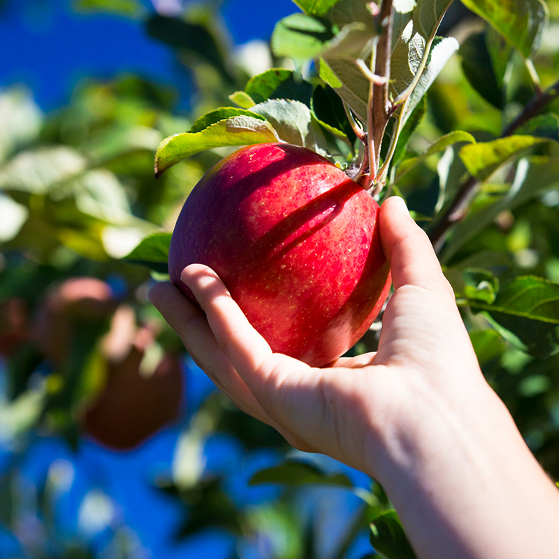 預購免運★產季新摘｜4月下旬依序出貨【一起買】紐西蘭Organic Dazzle 有機蘋果, , large