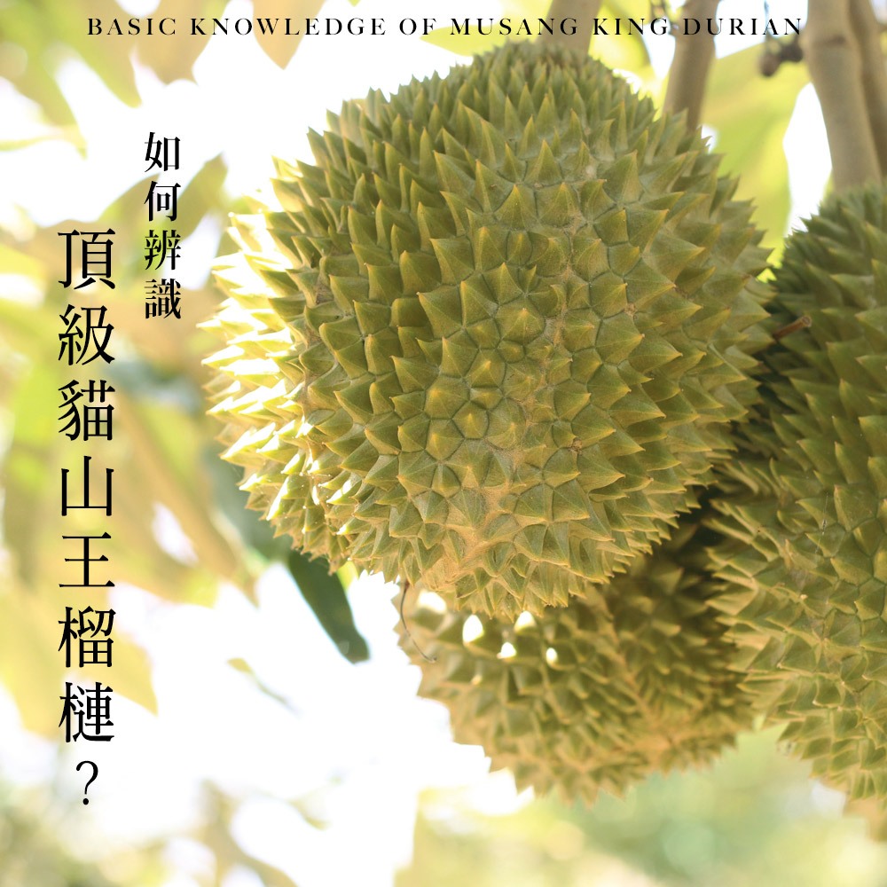 【榴槤大哥 D.MasKing】The Only Certified Malaysia Raub Musang King Durian x4 Box, , large