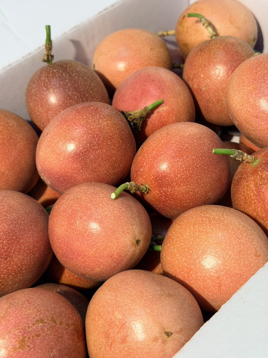 Passion Fruit, , large