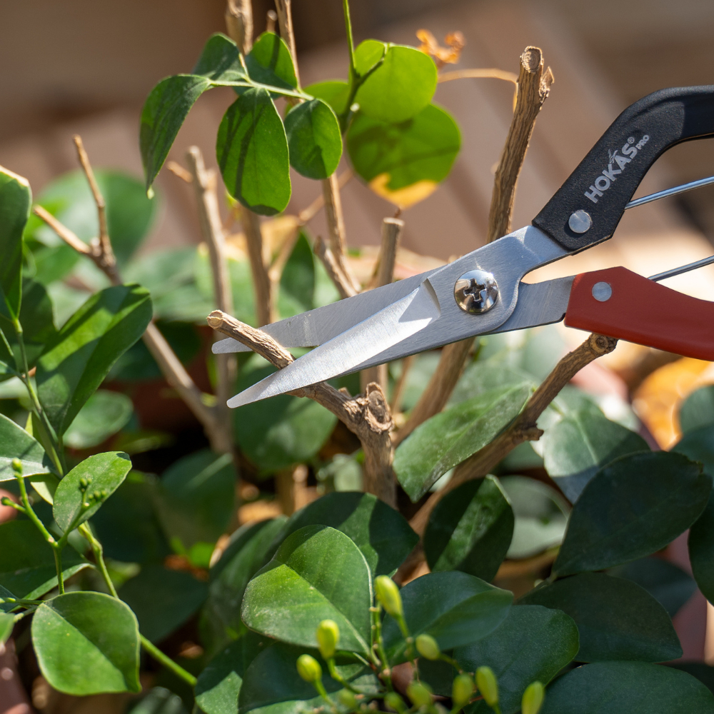 【HOKAS】專業芽切剪 園藝剪刀 修枝剪刀 園藝採果 花剪 切花 S535, , large