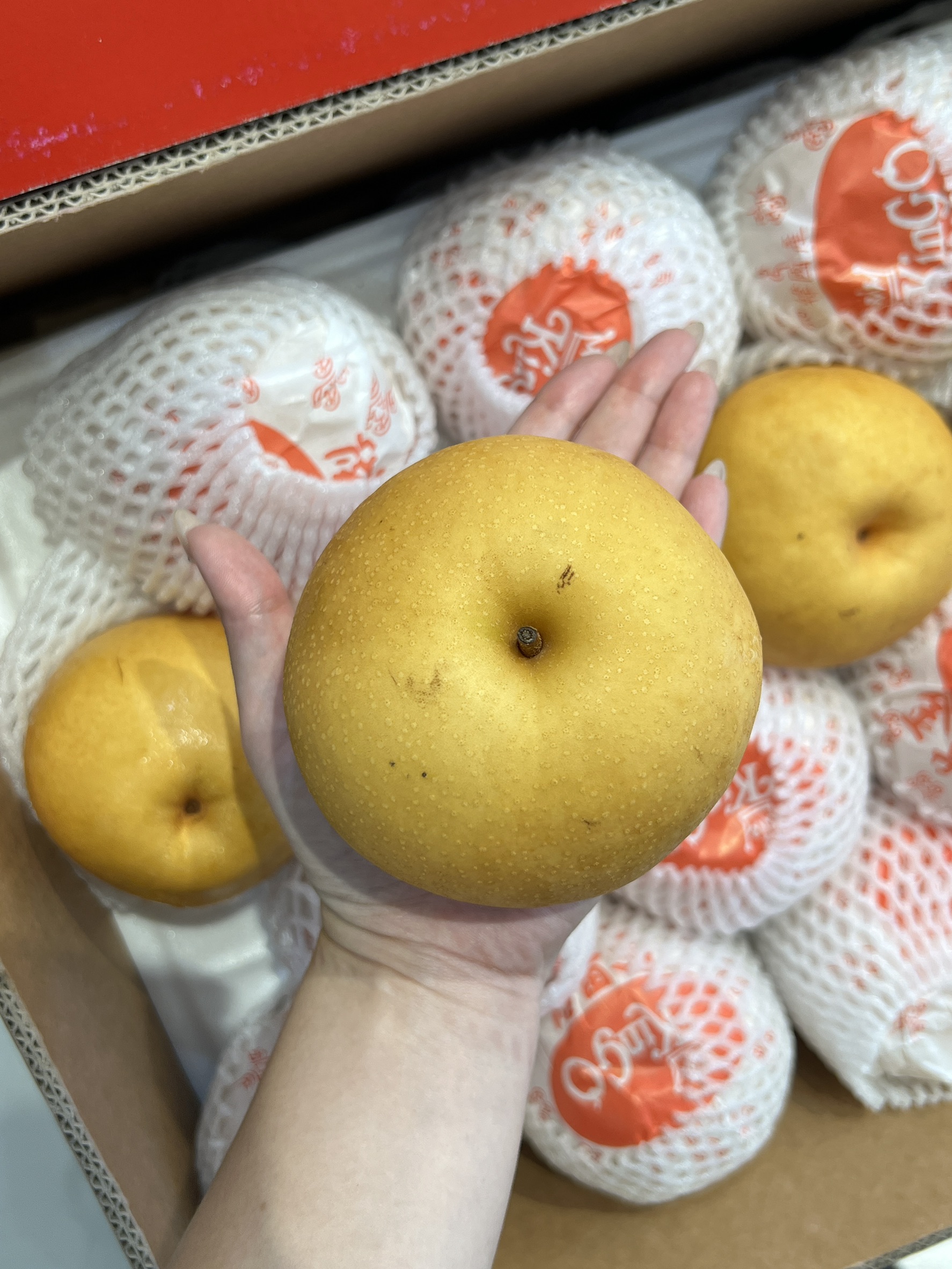 Korean Asian Pear, , large
