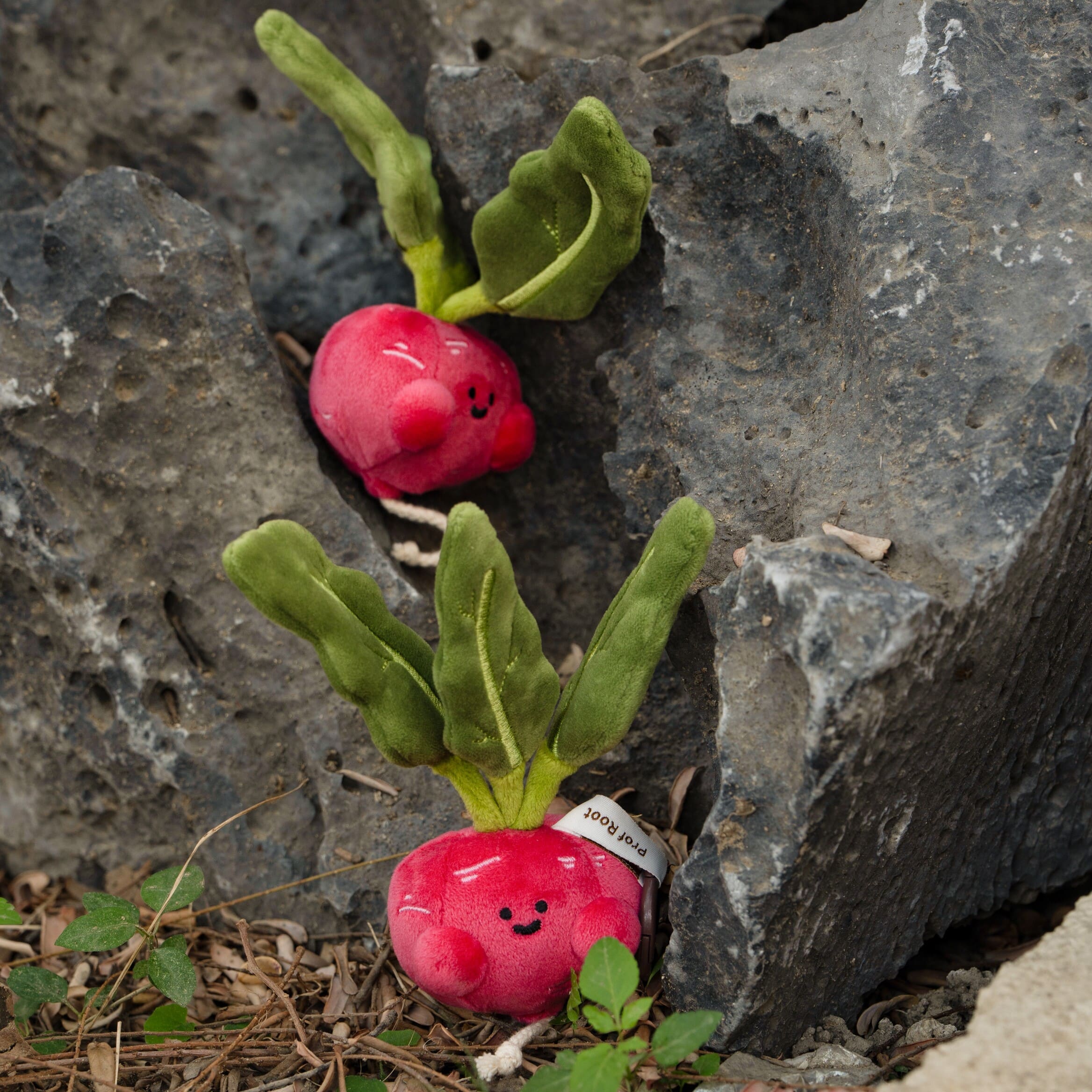 【際洋文化】蔔學多才-蘿蔔, , large