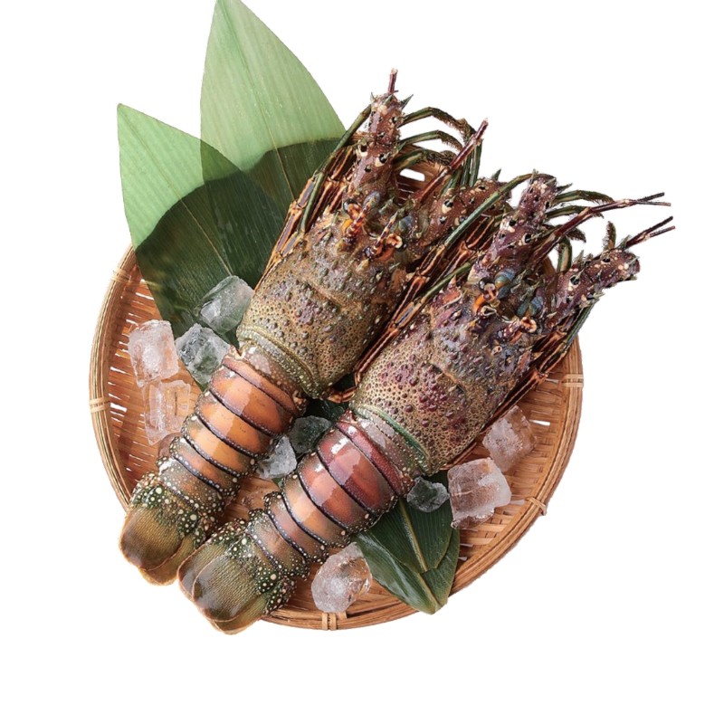 宏都拉斯活凍龍蝦, , large