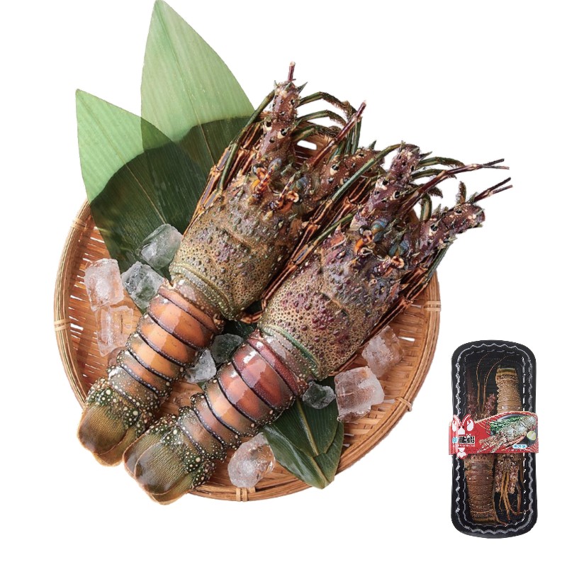 宏都拉斯活凍龍蝦, , large