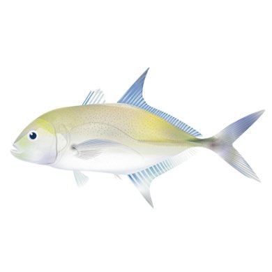 【洄遊吧FISH BAR】甘仔魚魚片(巴布亞鰺) 200g x 2包, , large