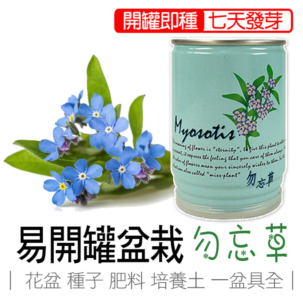 Forget-me-not, , large