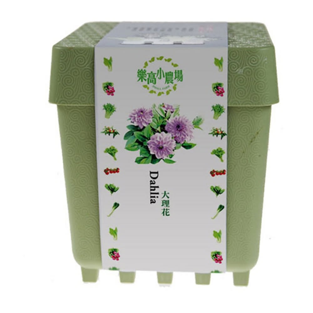 Dahlia, , large