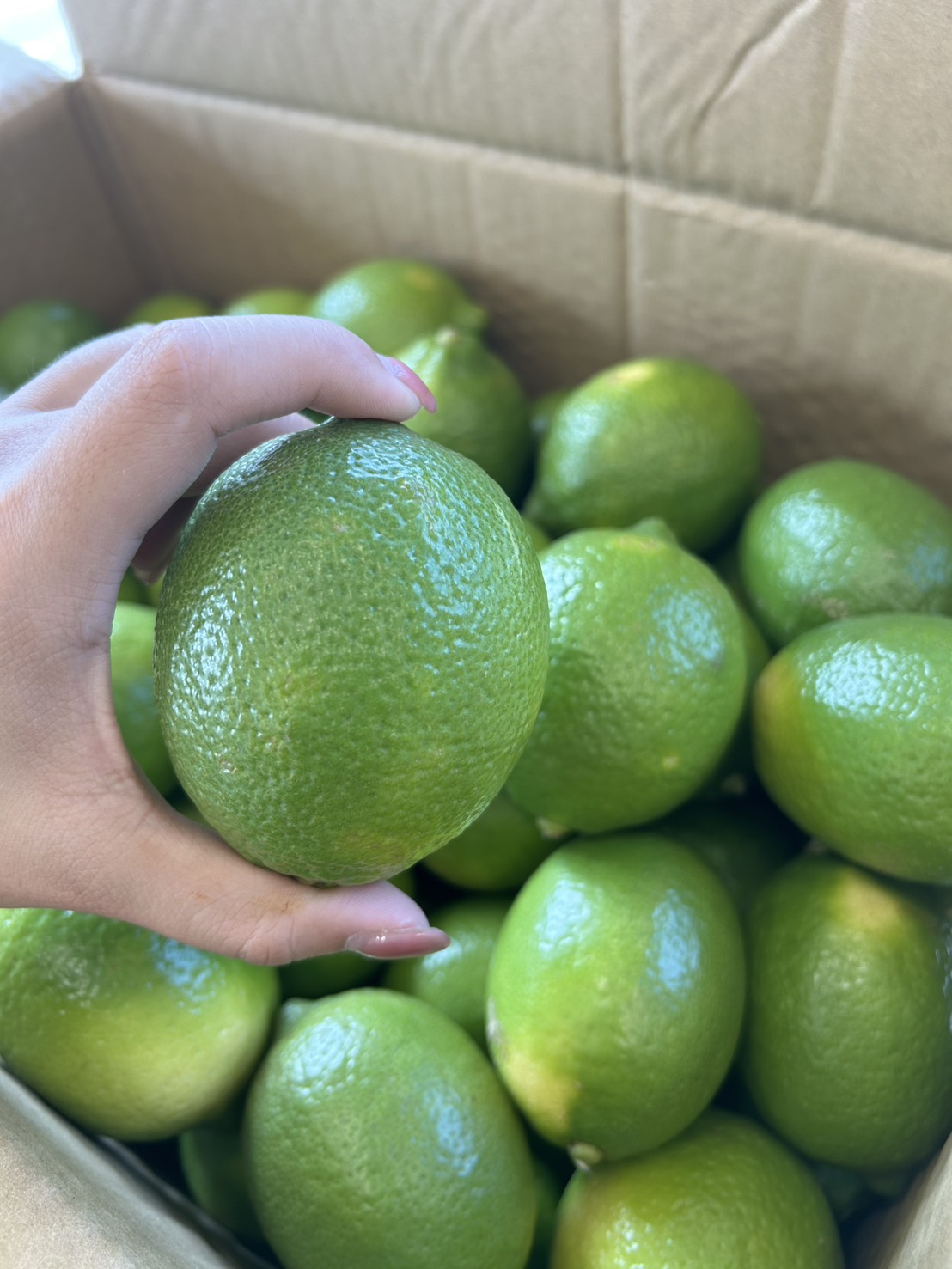 lemon, , large