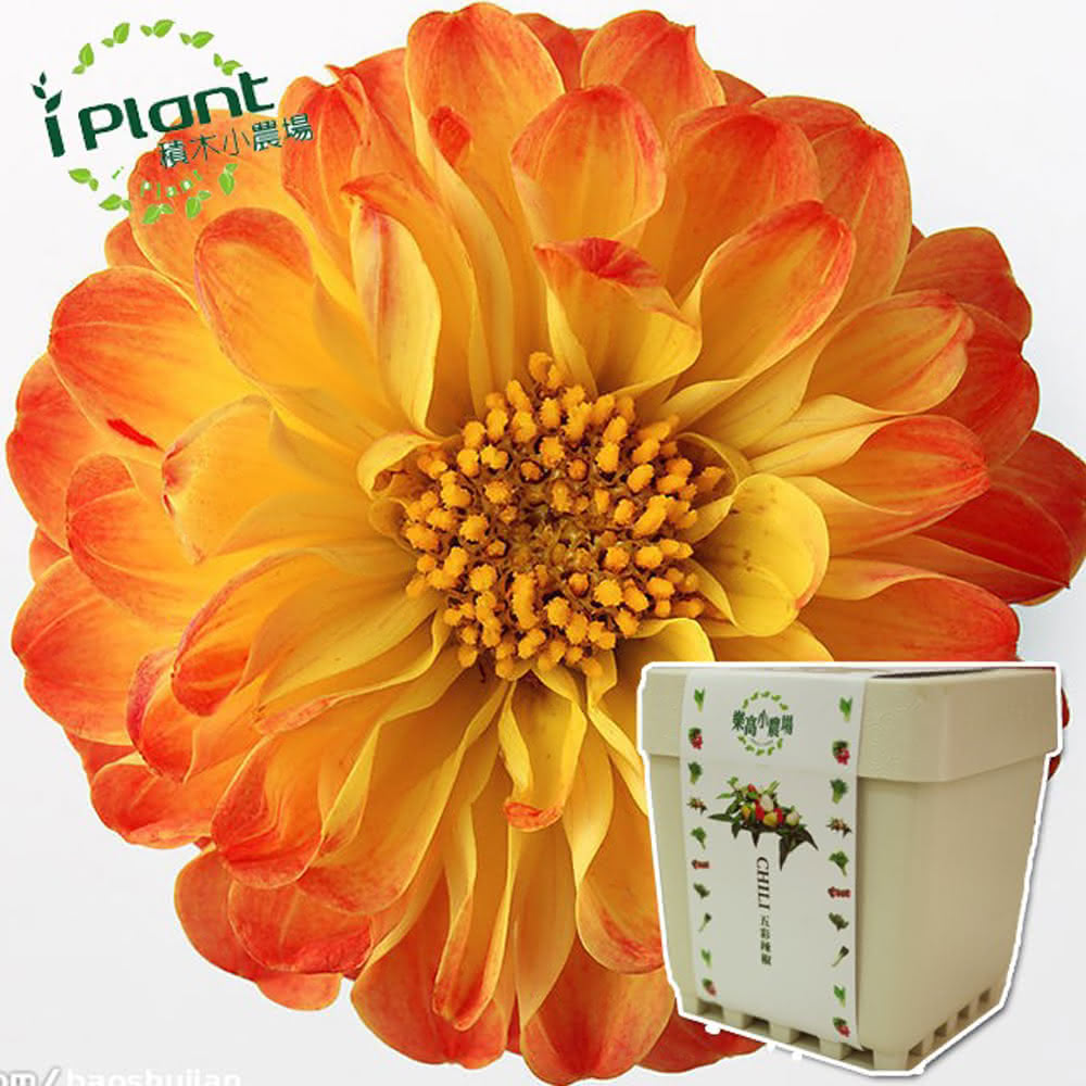 Dahlia, , large