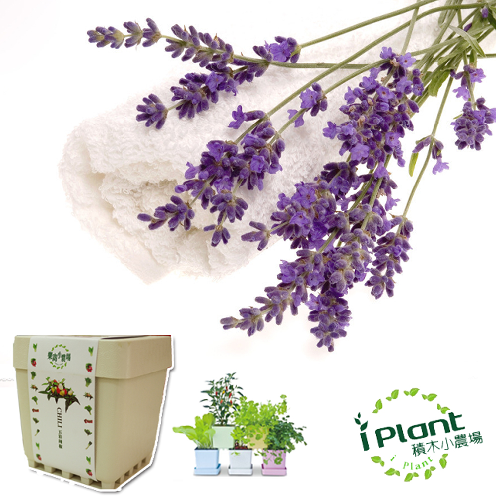 【心安購物】iPlant積木盆栽-薰衣草