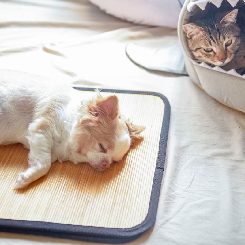 【CB JAPAN】寵物寶貝系列毛小孩四季墊三件組, , large