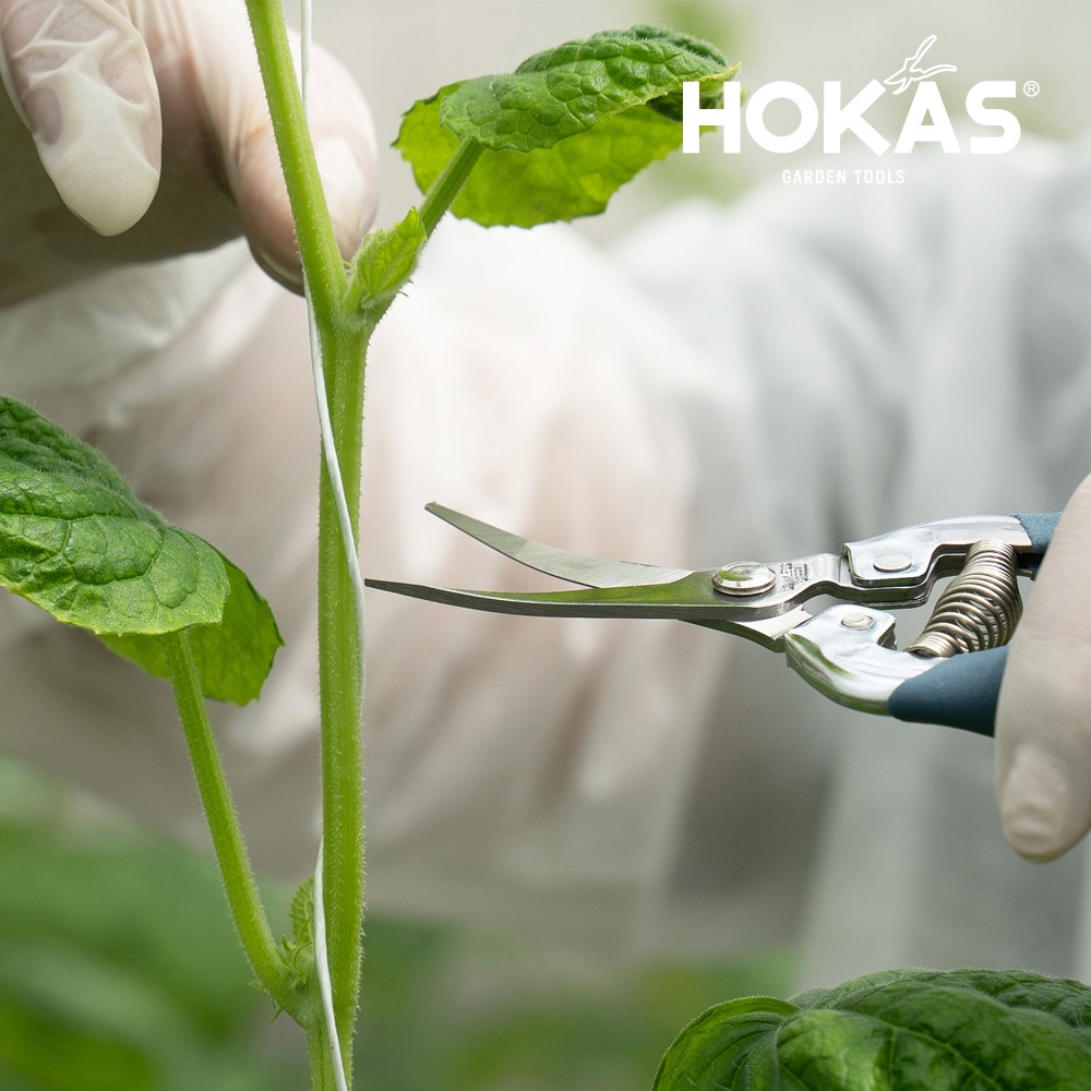 【HOKAS】S518長曲刃芽切剪  (園藝剪 摘果剪 盆栽剪刀 花藝剪刀 樹葉剪 剪定鋏 葡萄剪 修剪細枝剪), , large