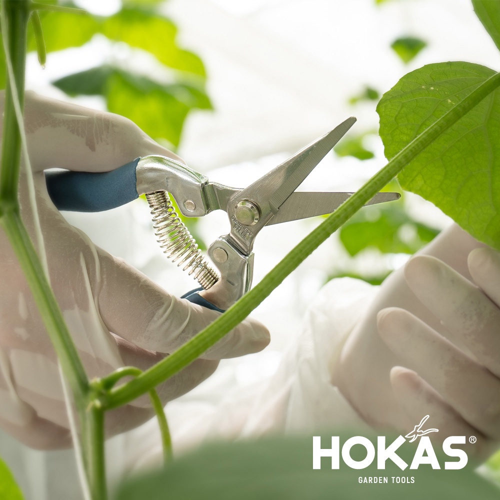 【HOKAS】S520-1長刃芽切剪 (觀葉植物 摘果剪 葡萄剪 盆栽剪刀 採果剪 花藝剪刀  園藝剪 樹枝剪), , large