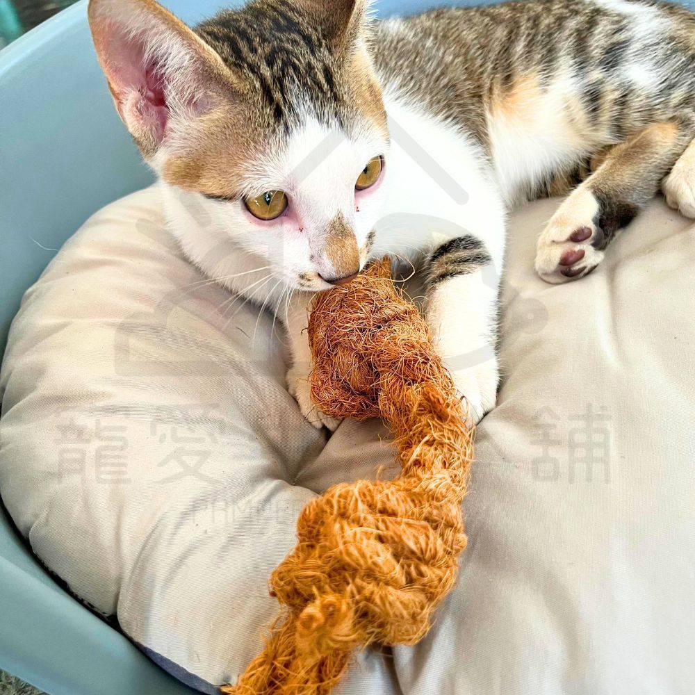 【寵愛生活本舖】天然椰子纖維結繩 寵物磨牙玩具 小動物磨牙繩 三種尺寸, , large