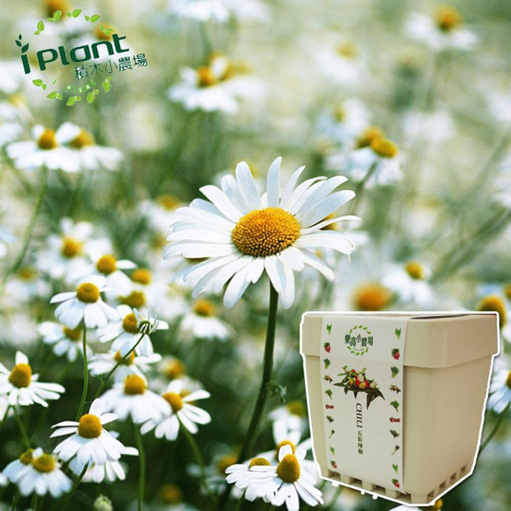 little daisy, , large