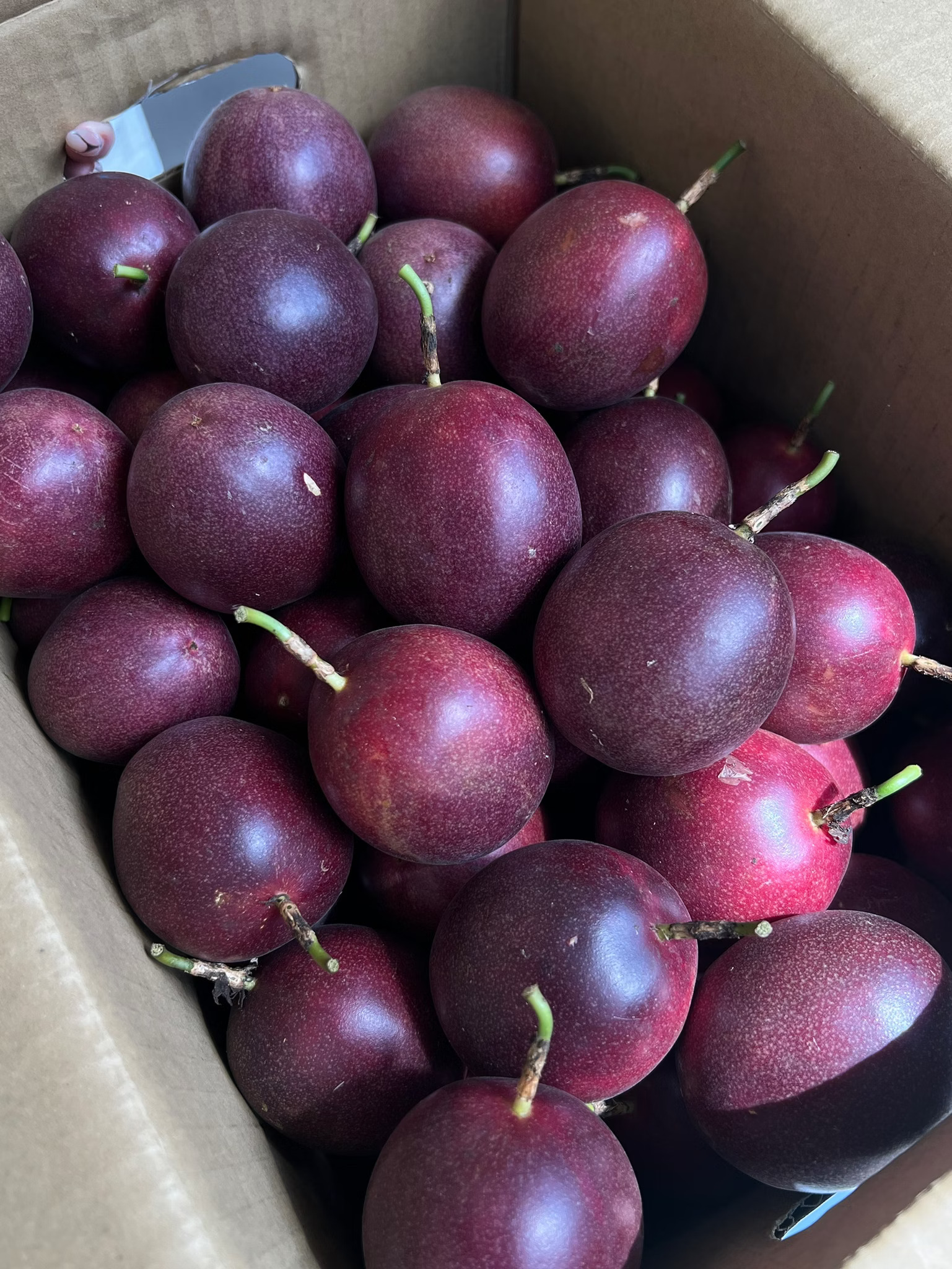 Passion Fruit, , large