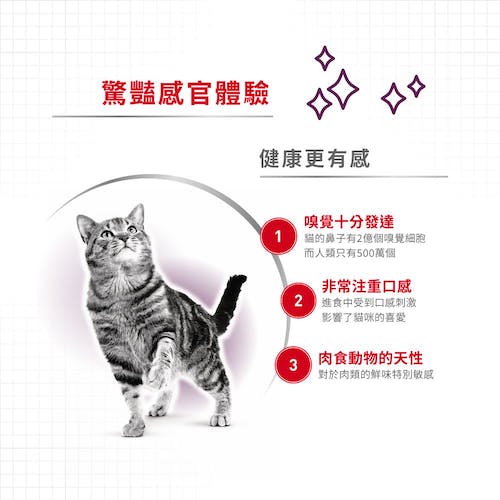 Royal Canin, , large
