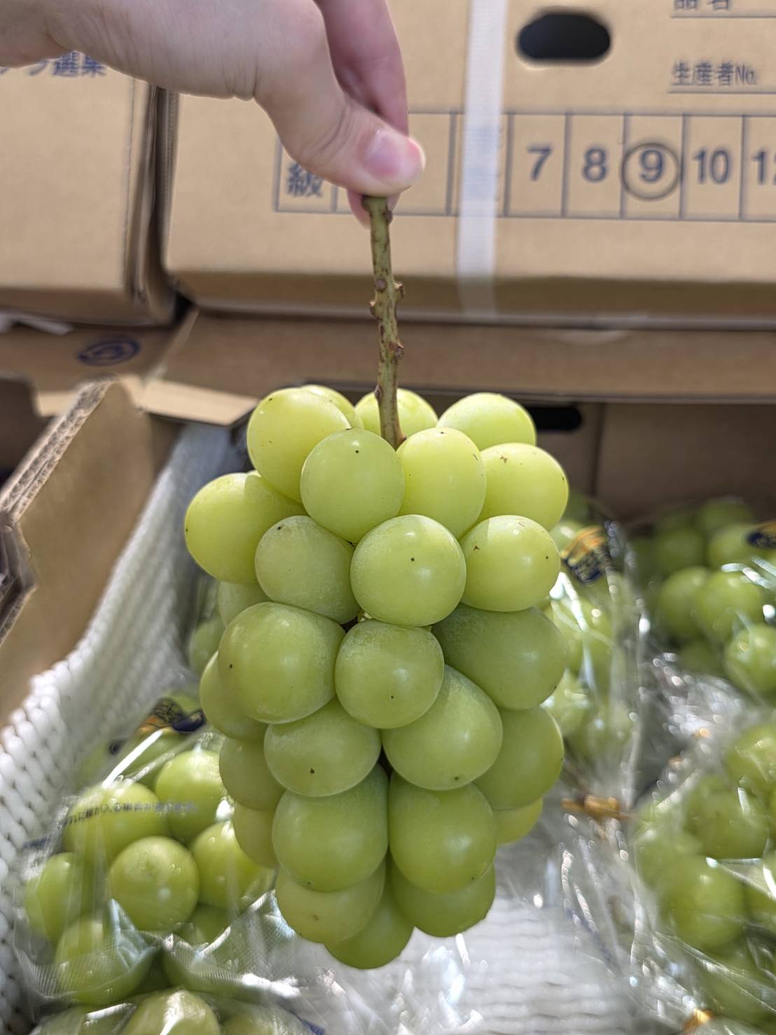 [芯鮮果]日本岡山縣 ( 晴王麝香葡萄 ), , large