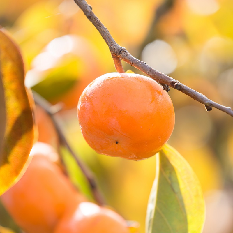 Fuyu persimmon#16, , large