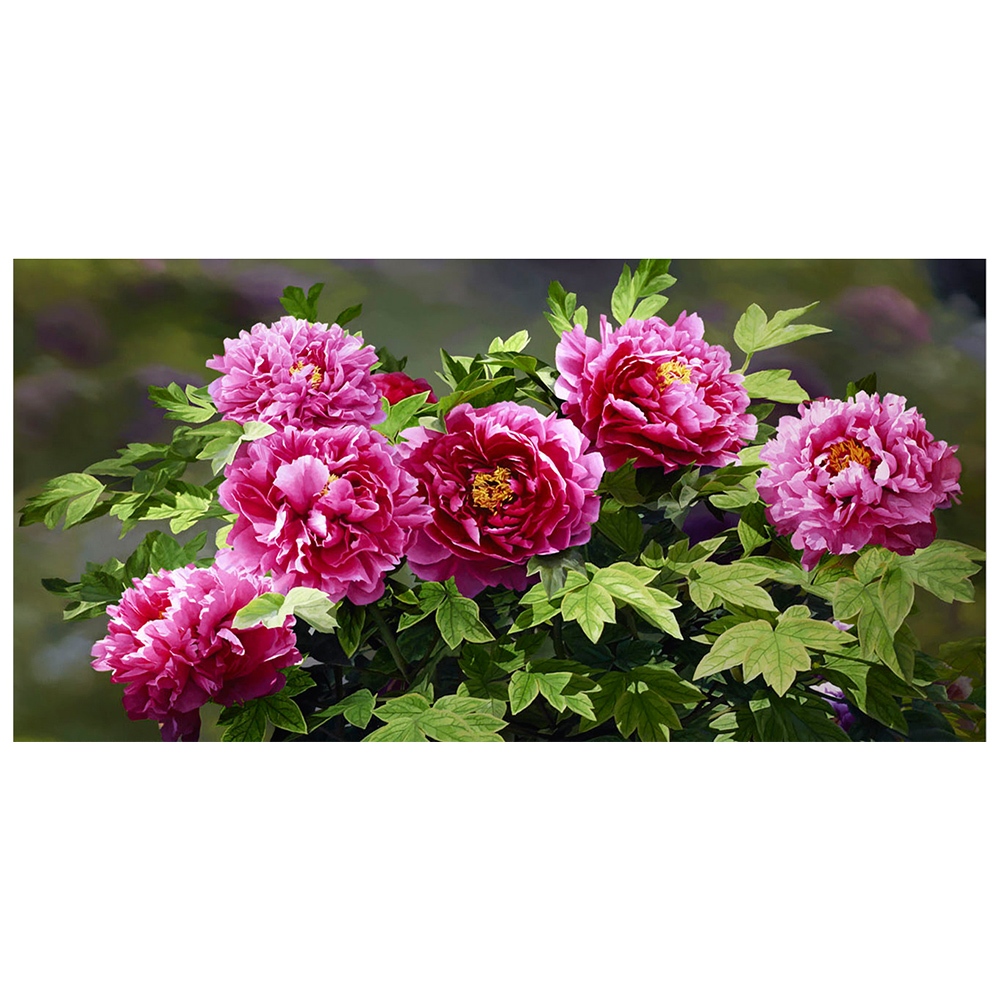 【御畫房】花開富貴 國家一級畫師手繪油畫60&times;120cm(VF-61), , large