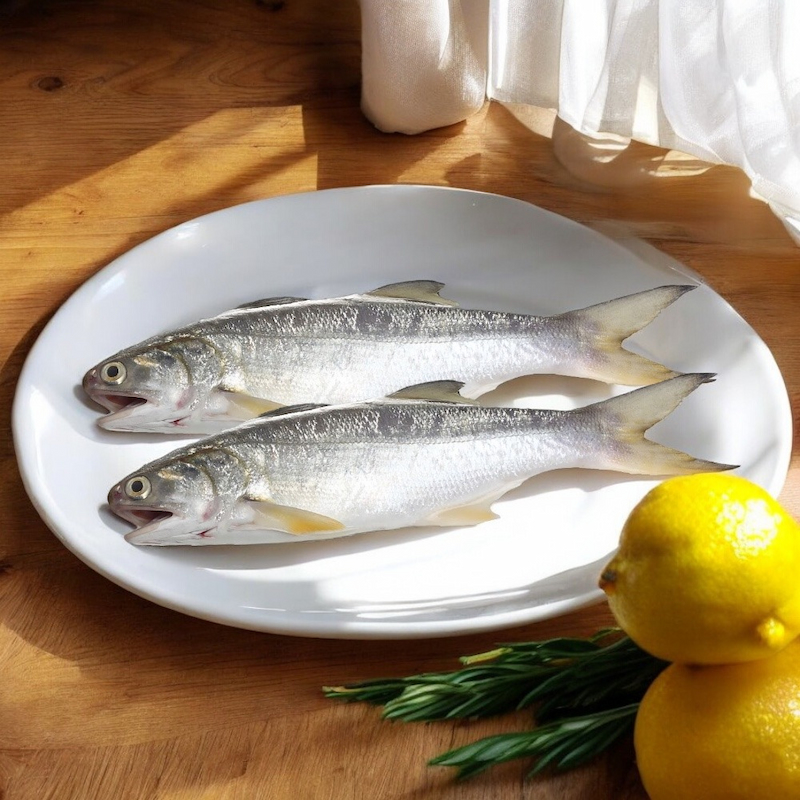 Fourfinger threadfin