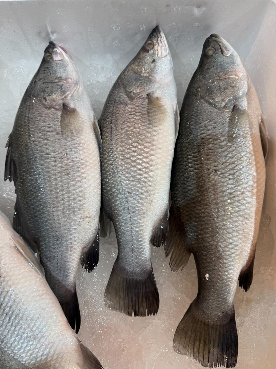 sea ​​bass, , large