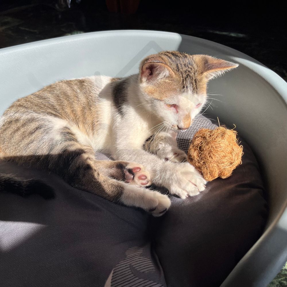 【寵愛生活本舖】天然椰子纖維球 寵物磨牙玩具 小動物磨牙球 三種尺寸, , large