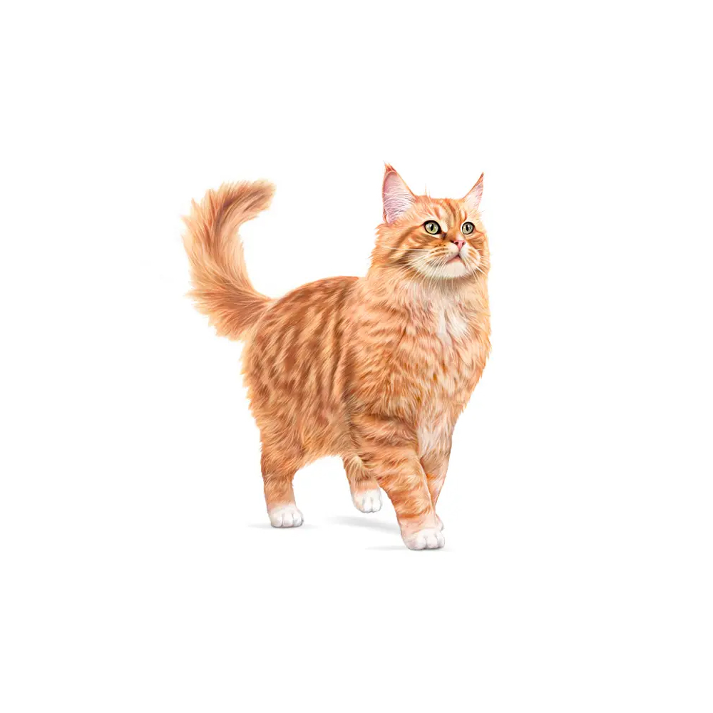 【Royal Canin法國皇家】皇家絕育老貓11+歲齡 S30+11, , large