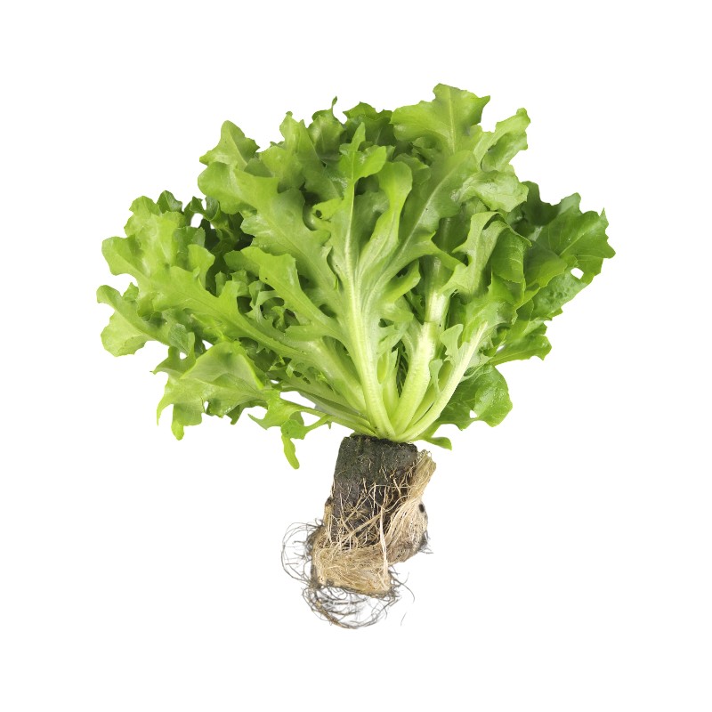 Traceable Green Lollo Rossa Living Lettu, , large