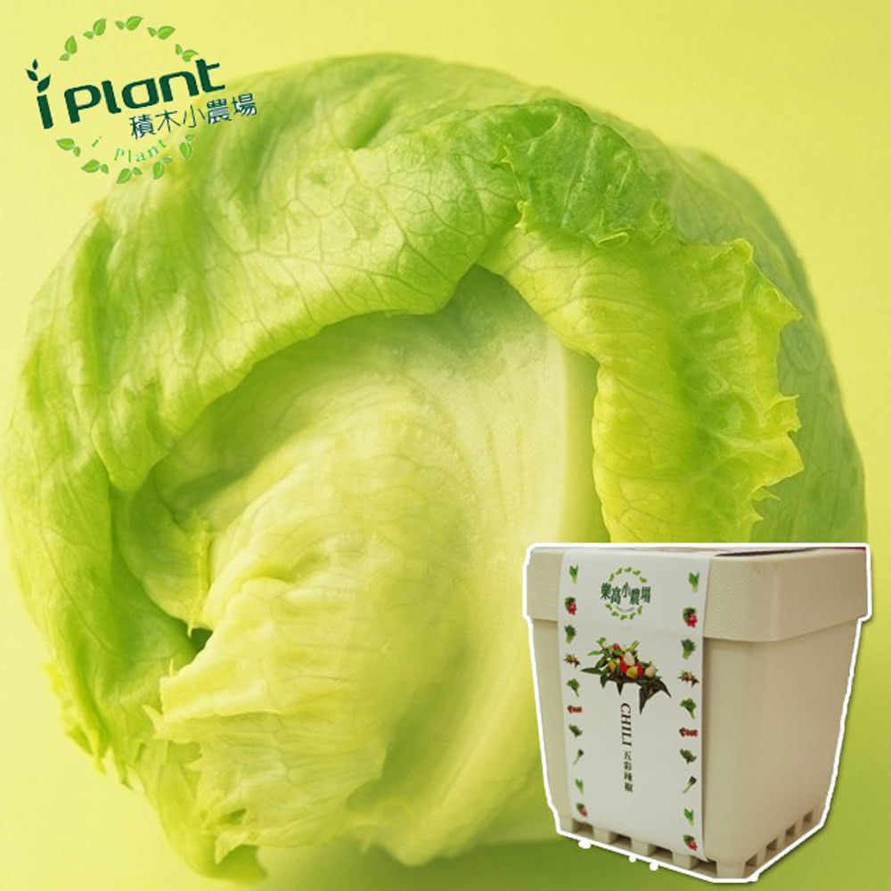 lettuce, , large