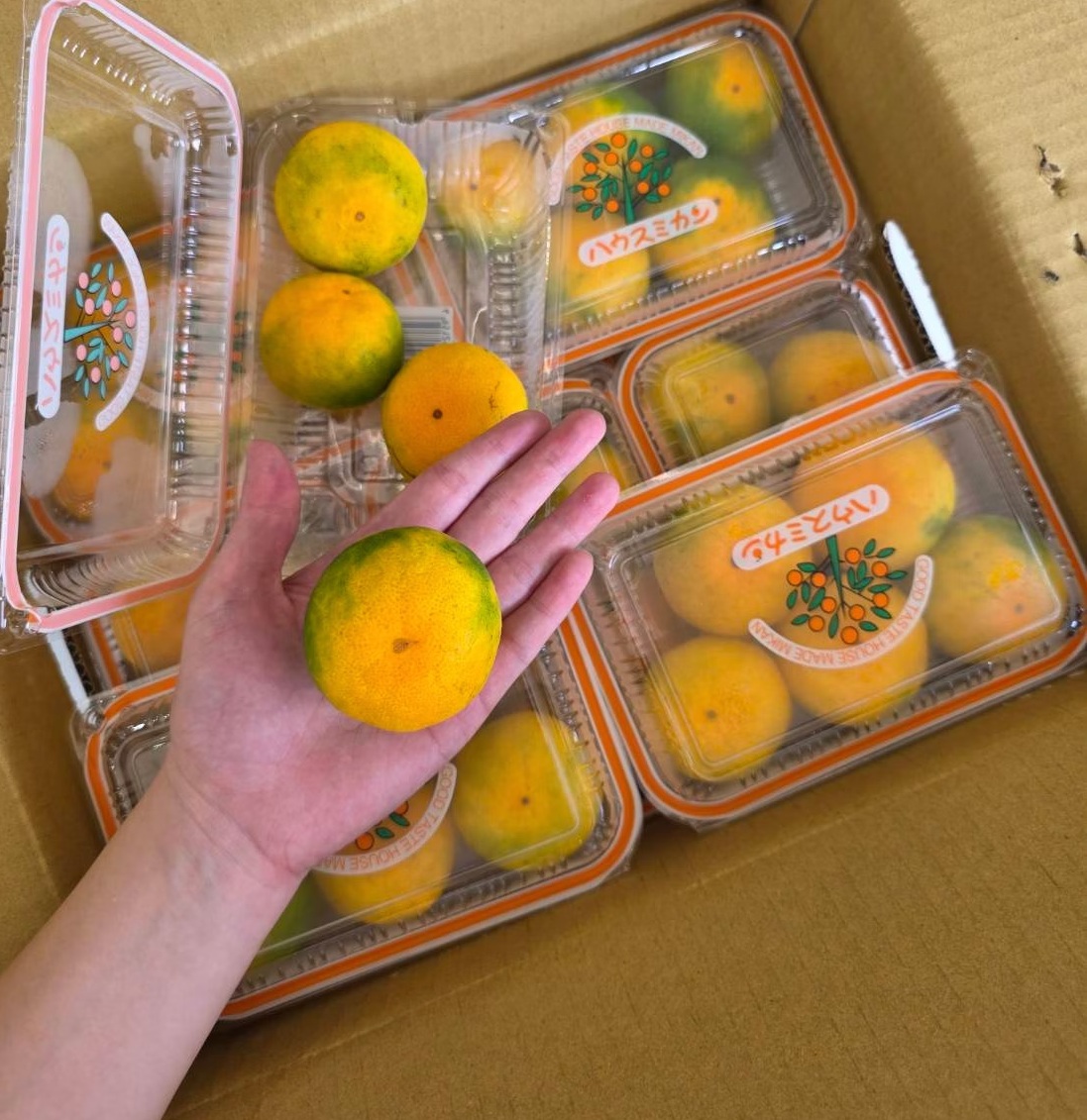 [芯鮮果]日本福岡( 蜜柑 ), , large