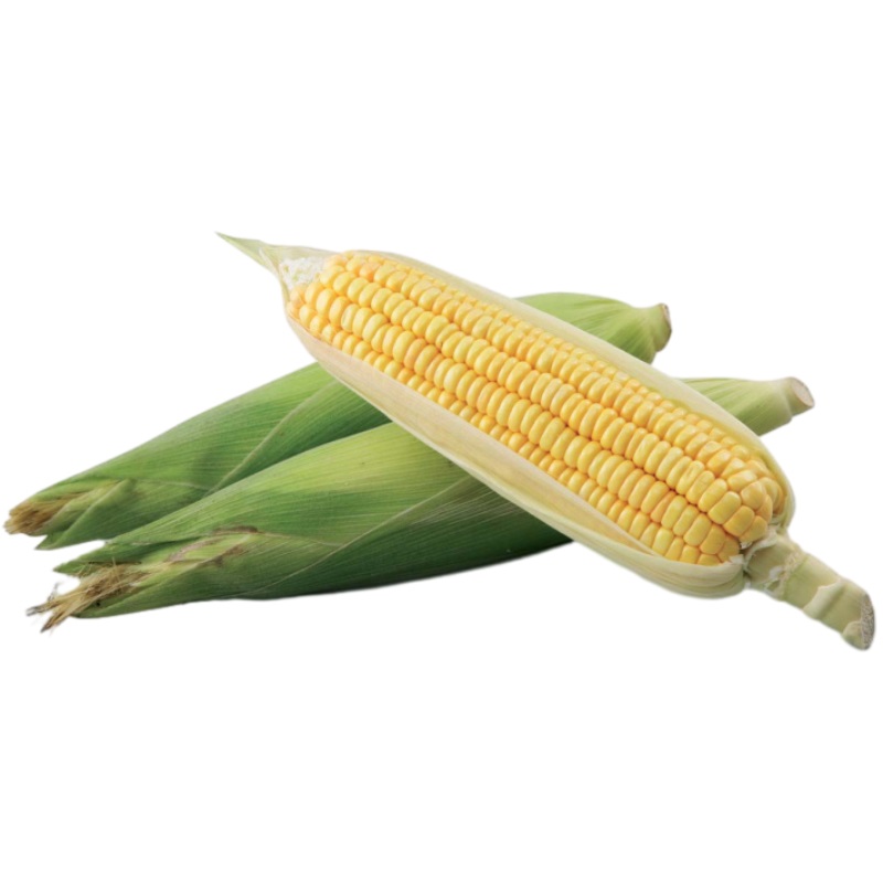 Sweet Corn, , large