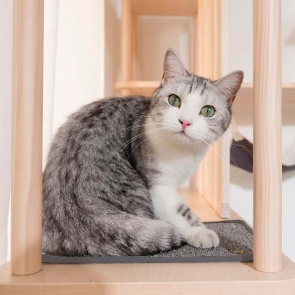 【拍拍】半半貓抓布(2入/組), , large