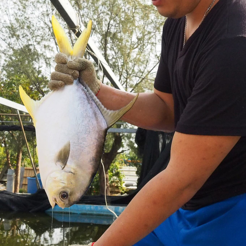 Snubnose Pompano, , large