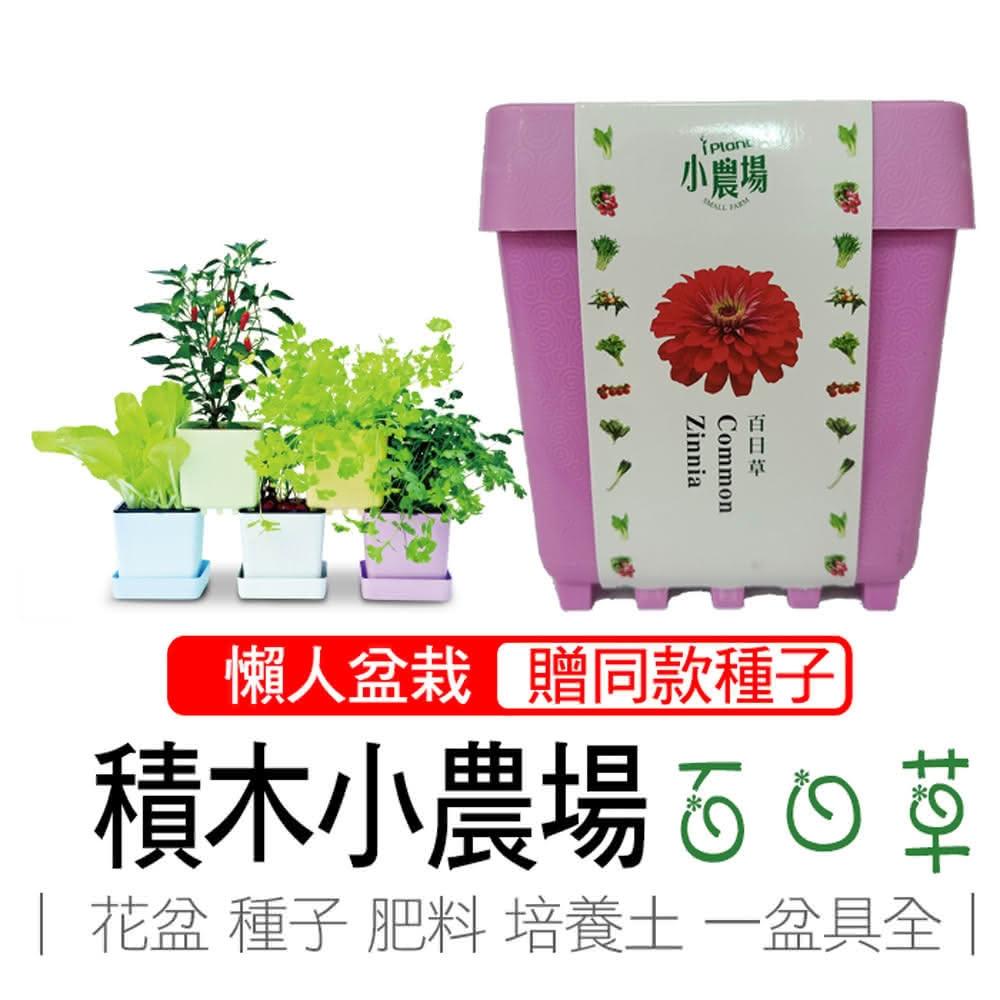 【心安購物】iPlant積木盆栽-百日草, , large