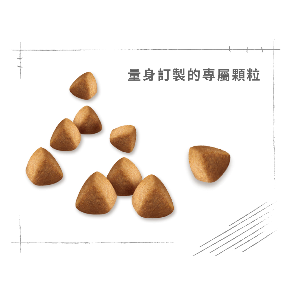 【Royal Canin法國皇家】布偶成貓RD32, , large