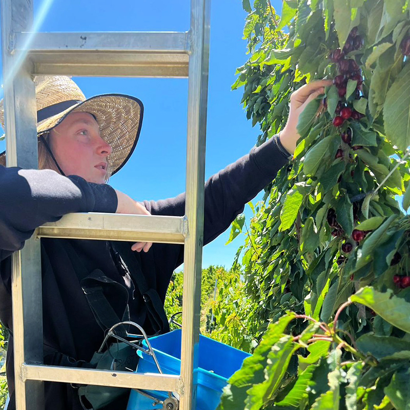 預購免運★1月上旬前到貨【一起買】紐西蘭經典紅櫻桃 / 直徑28mm或更大 (2KG), , large